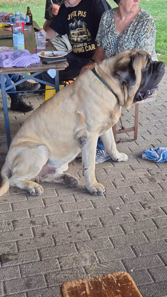 Ein heller Mastiff sitzt auf dem Pflaster neben einer besetzten Bank in der Grillhütte.