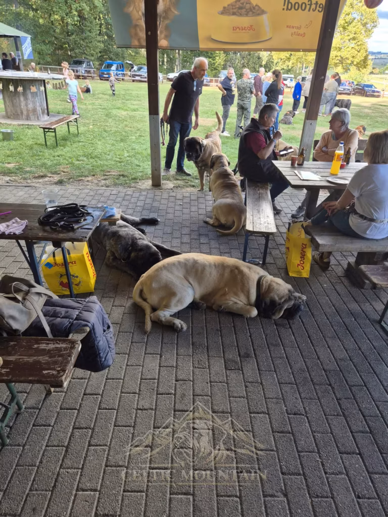 Mehrere helle und gestromte Mastiffs liegen oder sitzen neben den besetzten Biertischen in der Grillhütte.