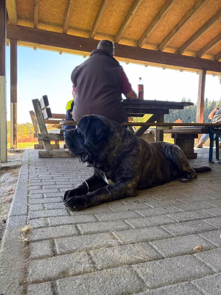 Ein gestromter Mastiff liegt mit erhobenem Kopf auf dem Pflaster neben einem sitzenden Gast.