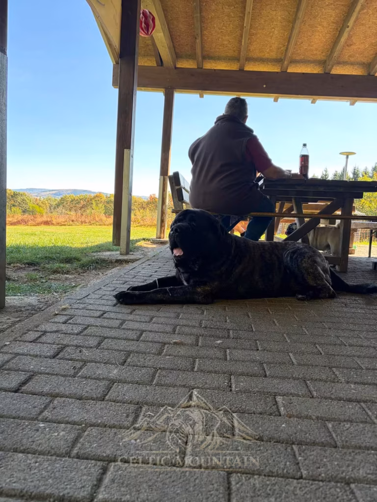 Ein gestromter Mastiff liegt unter dem Dach neben einer Bank; dahinter sind Wiese und blauer Himmel zu sehen.