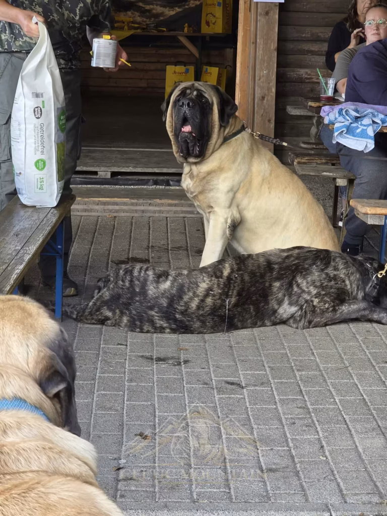 Ein heller Mastiff sitzt hinter einem lang ausgestreckt liegenden gestromten Mastiff in der Grillhütte.