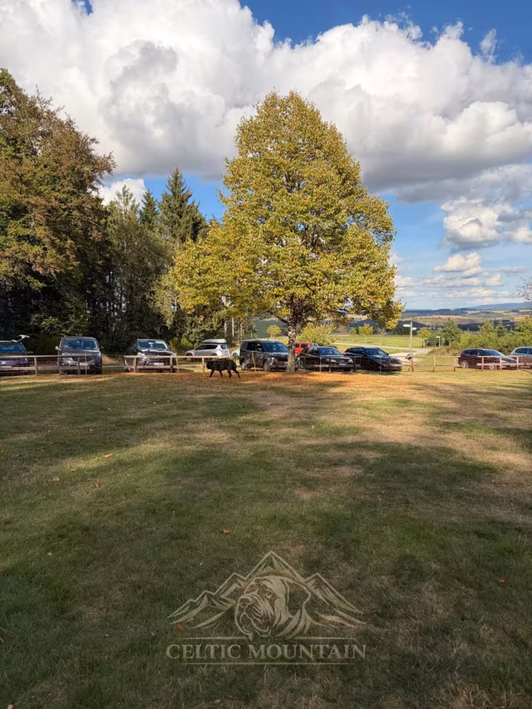 Ein Baum mit gelbem Herbstlaub steht neben geparkten Autos am Rand der großen Wiese.