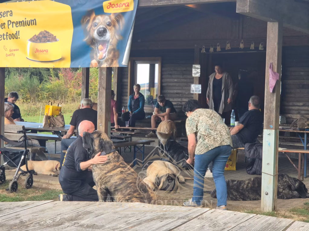 Ein kniender Gast legt den Arm um einen gestromten Mastiff vor den besetzten Bänken der Grillhütte.