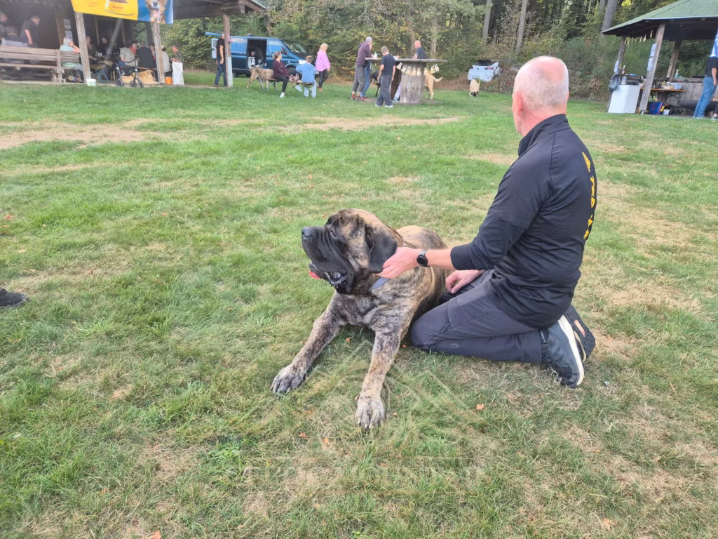 Ein kniender Gast streichelt einen sitzenden gestromten Mastiff auf der Wiese.