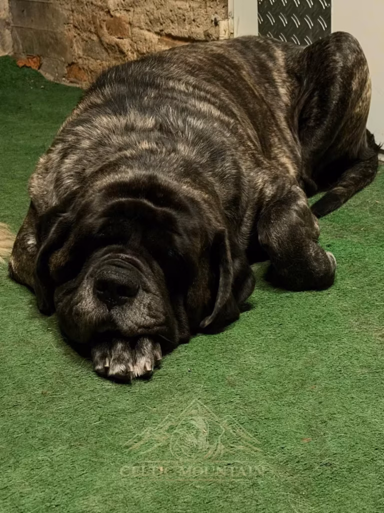 Miss Marple, gestromter English Mastiff, liegt entspannt auf dem Boden